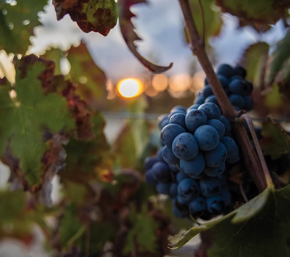 Bodegas CA N'TINA - Bild 3