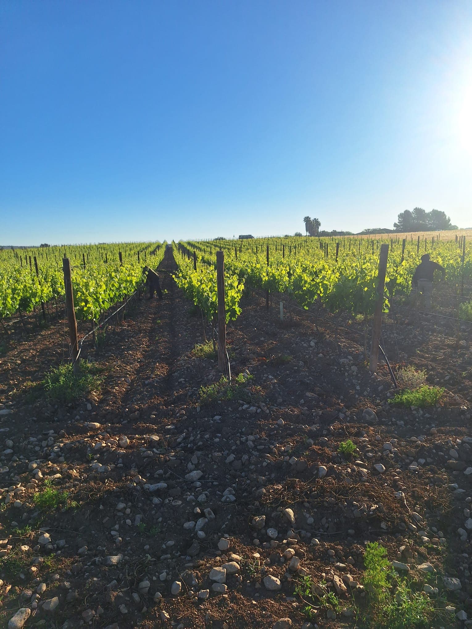 Trauvino Spain SL - Bild 4