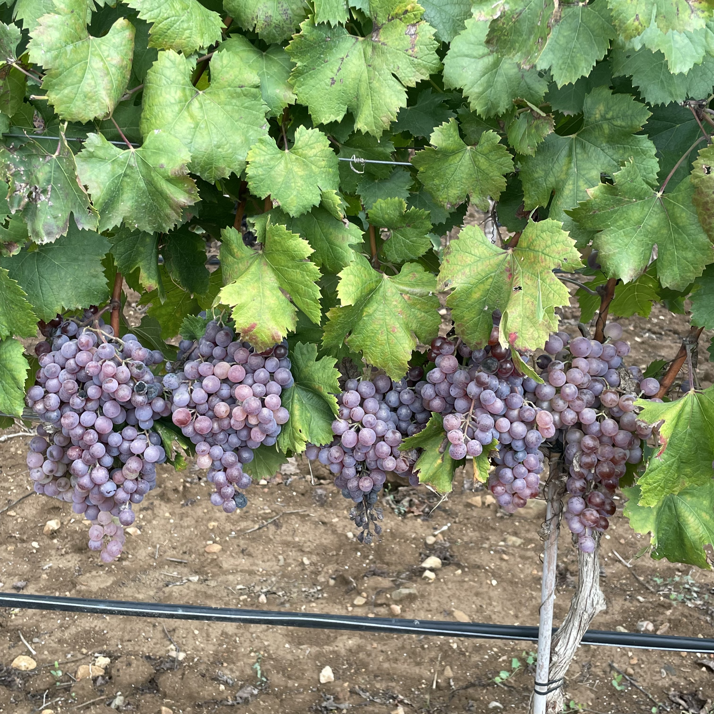 Weinfeld AS - Bild 3