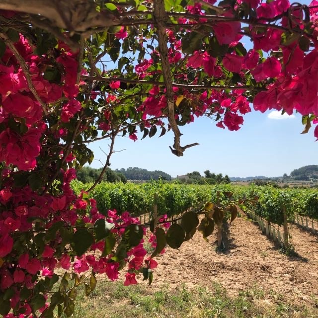 Weinfeld AS - Bild 4